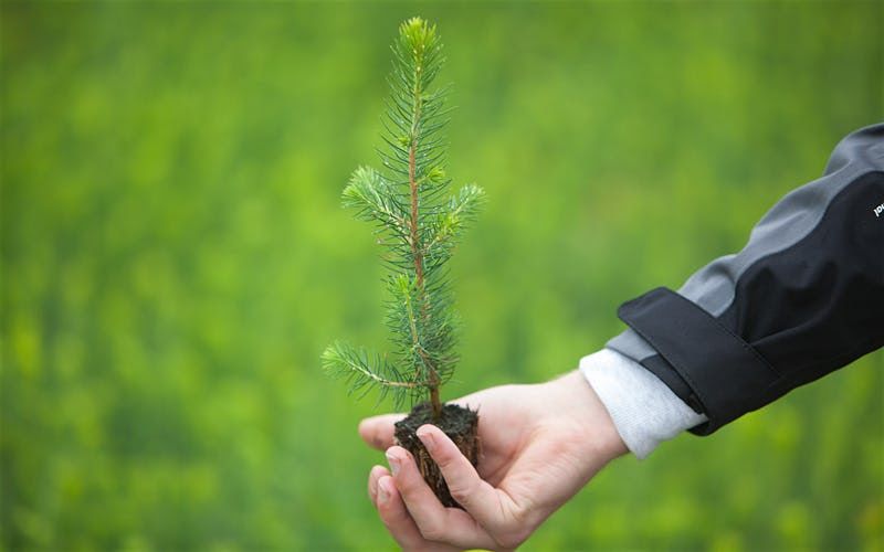 The economy of the future will grow on trees