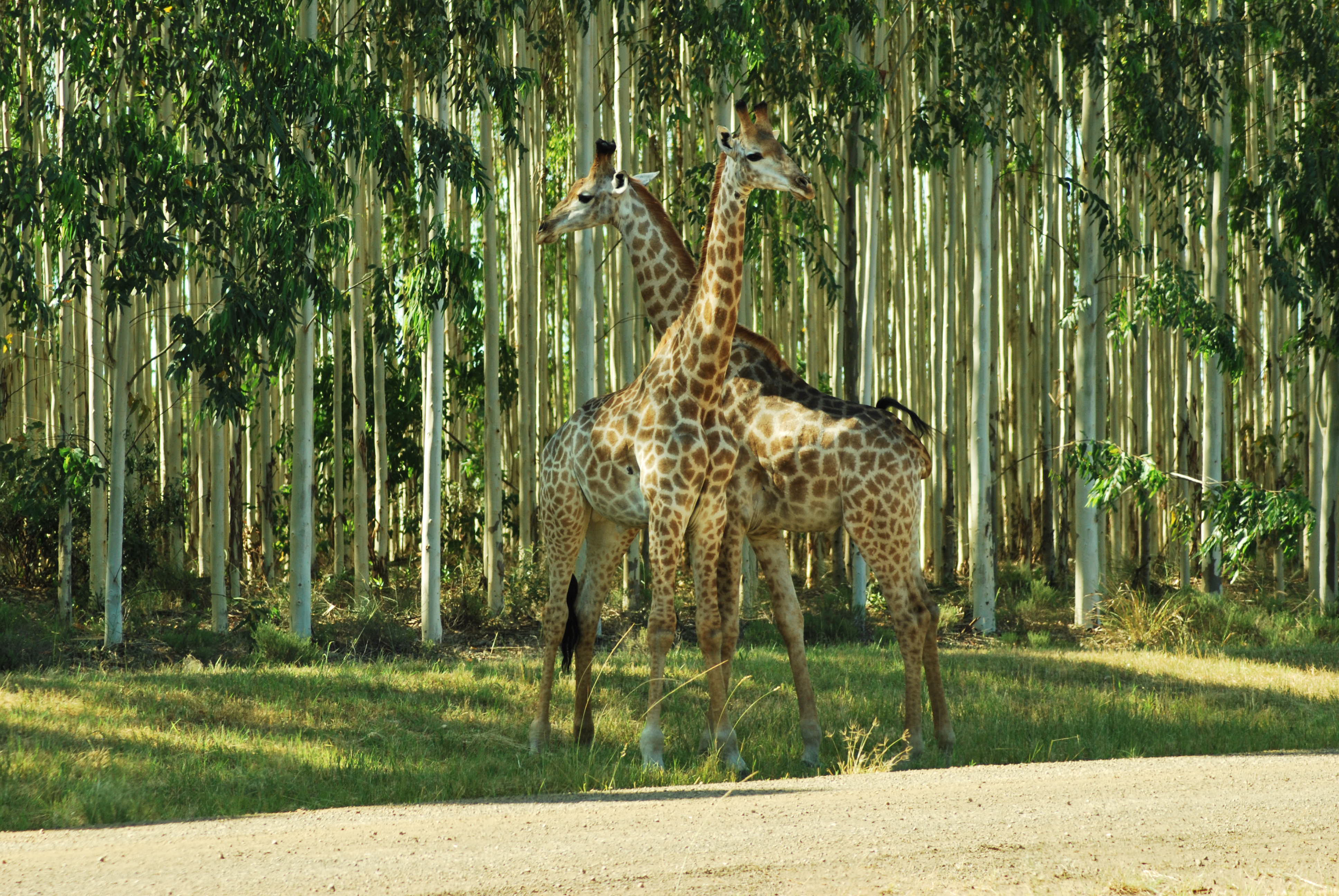 Life in the Green Deserts